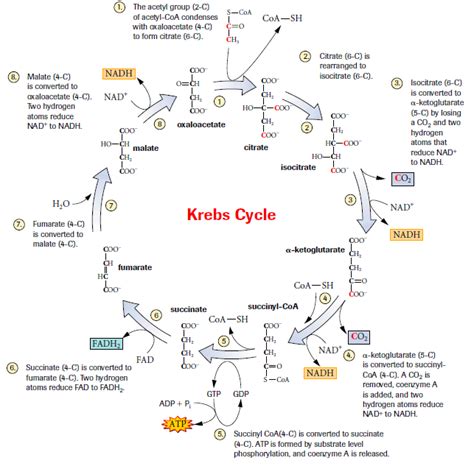 Krebs Cycle Why Is This Process Called A Cycle Vrogue Co