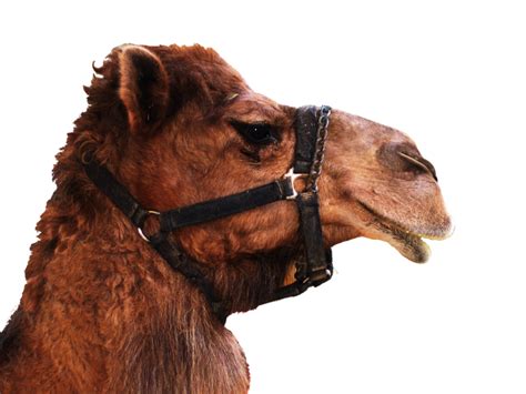 The largest living camel species, the bactrian camel has a length of. Camel PNG