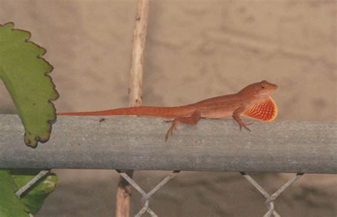 Orange Anolis In South Florida Anole Annals