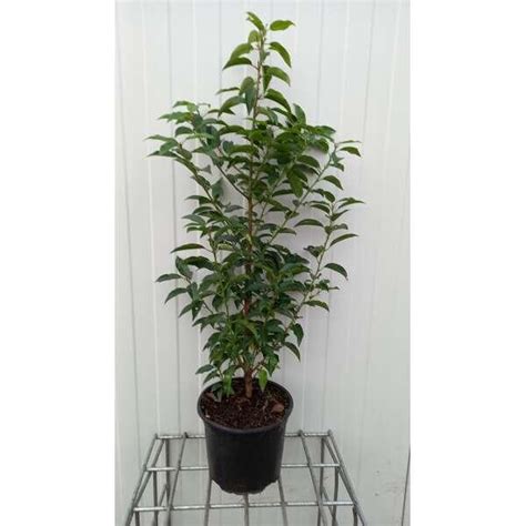 Portugese Laurier Prunus Lusitanica Angustifolia Haagplanten Planten Online Kopen