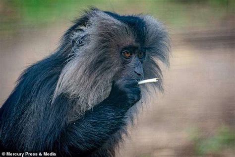 Moment Cheeky Monkey Appears To Enjoy A Cigarette