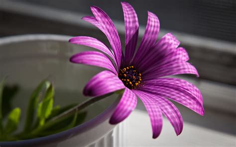 Download beautiful, curated free backgrounds on unsplash. 43 HD Purple Wallpaper/Background Images To Download For Free