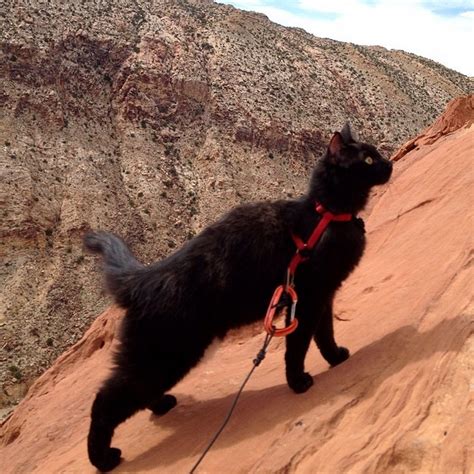 Rock Climbing Cat Takes Human On Adventures Actionhub