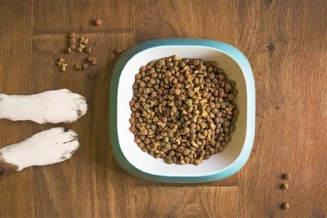 We did not find results for: Cibi con carboidrati per il cane: tutti gli alimenti ...