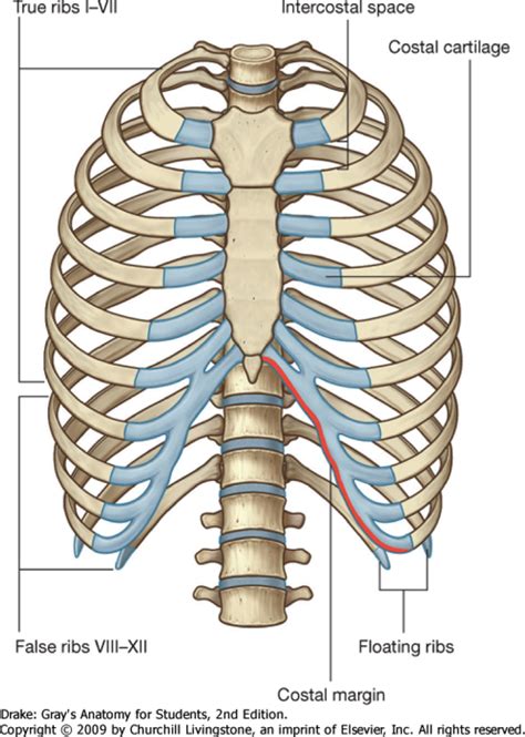 The first seven pairs of ribs are true ribs as they are attached to the sternum directly by costal floating ribs: thorax at King's College School of Medicine and Dentistry ...