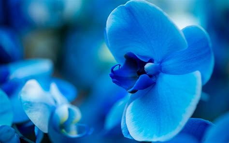 Blue Orchid Background With Orchids Beautiful Flowers Orchids Blue