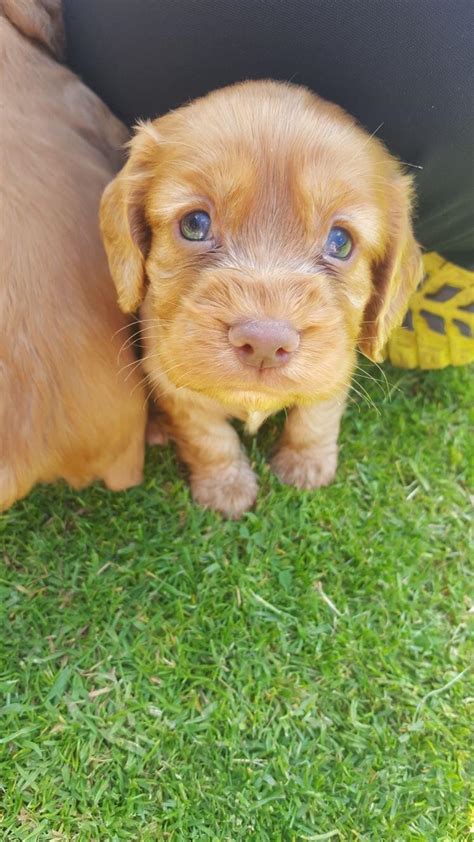 This One Comes Home This Weekend Already Mastering Puppy Dog Eyes