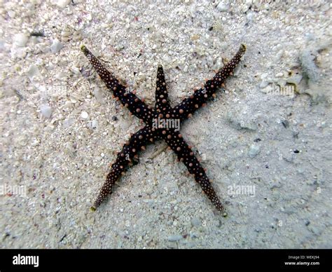 Egyptian Sea Star Gomophia Egyptiaca Stock Photo Alamy