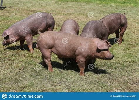 Duroc Breed Pigs At Animal Farm On Pasture Stock Image