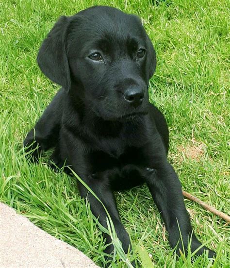 Find photos of lab puppy. Black lab puppy | in Shoreham-by-Sea, West Sussex | Gumtree