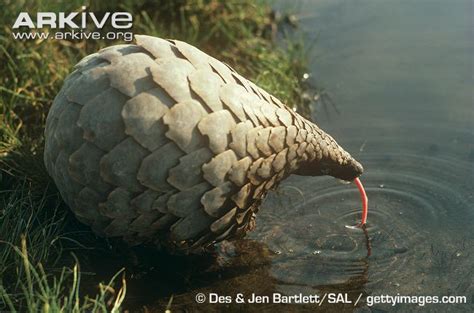 These mammals are one of the most trafficked mammals in asia and africa, and are endangered. Nitrospective: The Pangolin