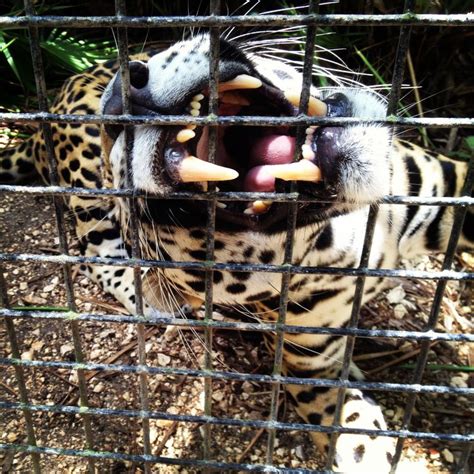 Highlight Enter The Jaguar Habitat At Belize Zoo By Kirsten