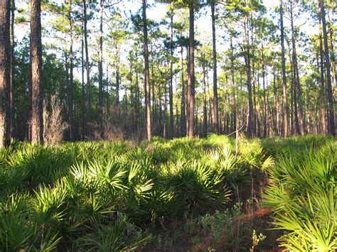 Enjoy the Great Outdoors This Summer: Maybe Even a Florida Forest ...