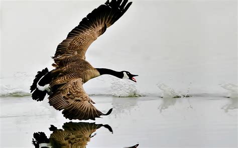 10 Canada Goose Hd Wallpapers And Backgrounds