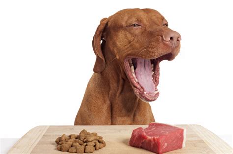 Thiamine is crucial in the metabolism of carbohydrates and the. Making The Switch To A Raw Food Diet For Dogs?