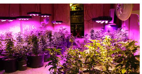 Perfect led if you're just starting out growing cannabis or don't have a lot to spend. The 6 Best LED Grow Lights of 2018