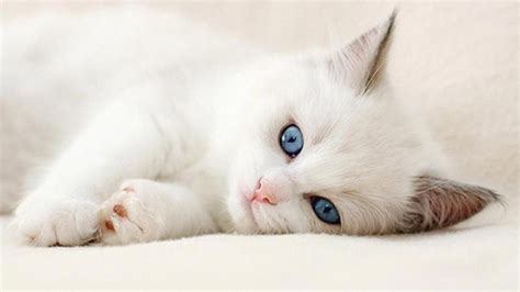 Looking for the best 3d cat wallpaper? 10 New Cute Cat Wallpapers Hd FULL HD 1080p For PC ...