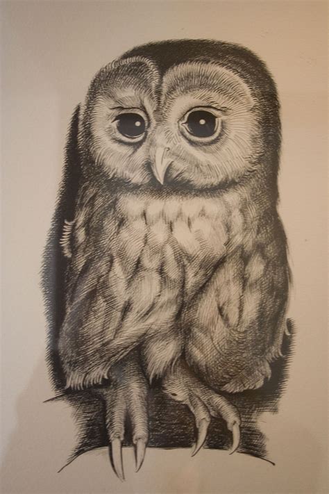 Owl From Meljoy Owl Black And White Owl Drawings