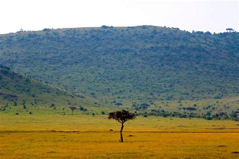 More Rain Leads To Fewer Trees In The African Savanna