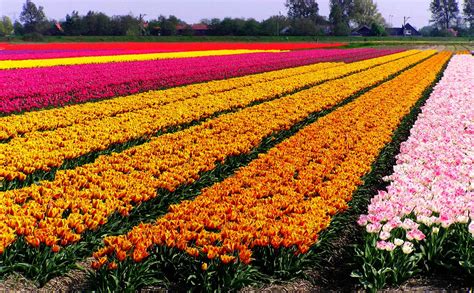 'british' valentine flowers with love from. beautiful tulip fields is the best place to travel Holland ...