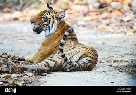 Royal Bengal Tiger Stock Photo Alamy