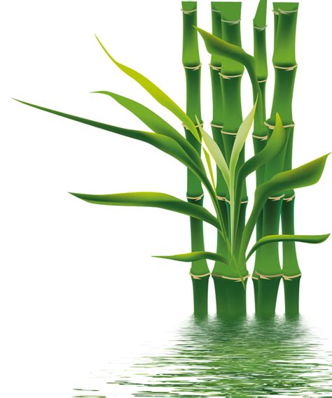 竹子图片绿竹模板png素材 绿色
