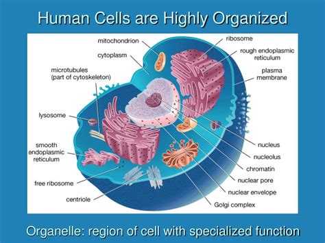 Ppt Introduction To Human Biology Powerpoint Presentation Free