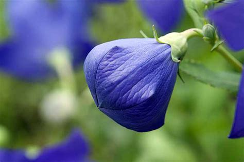 Flowers & balloons of ashburton. Rozwar wielkokwiatowy, platykodon Sadzonki | Pietrzykowscy