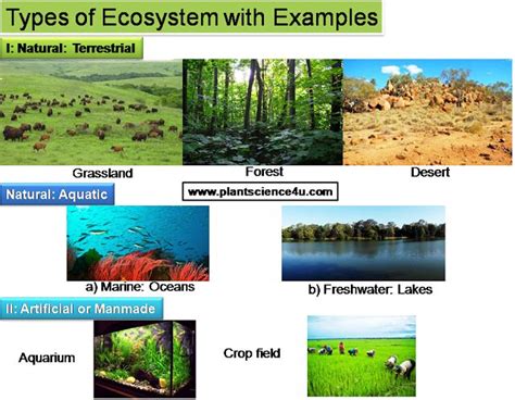 Types Of Ecosystems With Examples Ecosystems Ecosystem Activities