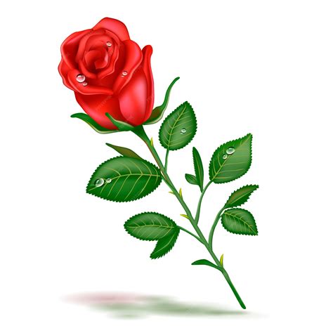 Premium Vector Single Beautiful Red Rose Realistic Isolated On White