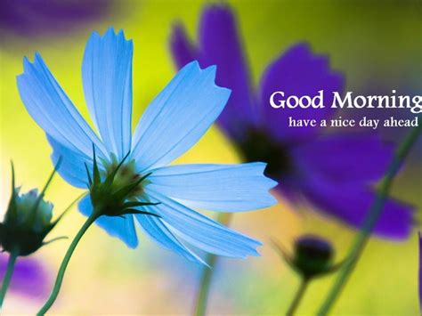 Good Morning Blue Flower