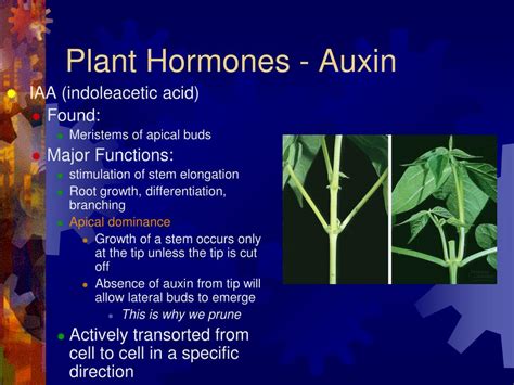 Plant Hormones List And Functions Ideas Of Europedias