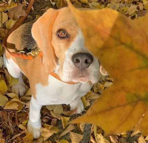 14 Funny Beagles Who Will Make You Smile Petpress Beagle Beagle
