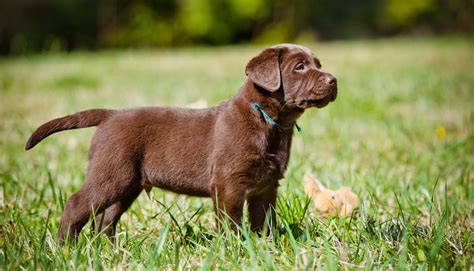 Rats rapidly develop during childhood and become sexually mature at about six weeks old, but reach. 6 Things to Consider Before Buying a Labrador