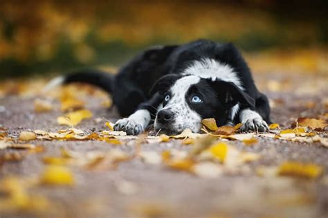 It often takes nine to 12 weeks, starting from this point, for a puppy's eye color to settle in and stay. the permanent eye color change can even happen as late as 16 weeks in age. Dogs with Blue Eyes - Causes, Dangers, & Breeds