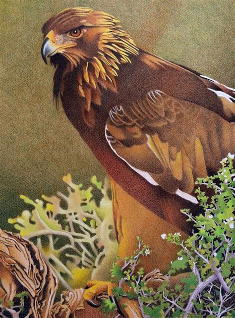Impression Evergreen Golden Eagle Colored Pencil Drawing