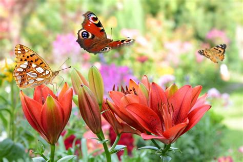 Pic Of Flowers With Butterfly