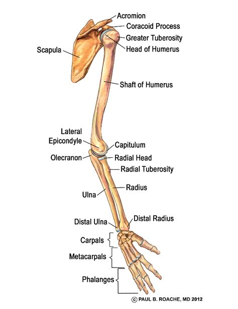 Arm Bone Arm Anatomy