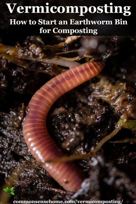 Vermicomposting Worm Composting Which Earthworm Species Work Best