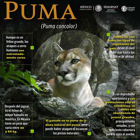 Registran Presencia De Puma En Sierra De Álvarez Brunoticias