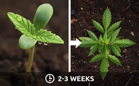 Stages Of Weed Plant Growth