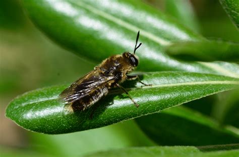 Solitary Bees Facts Information And Pictures