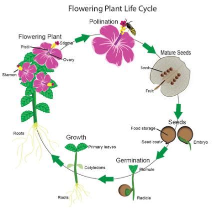 The christmas cactus is surprisingly adaptable even if it seems difficult to grow and maintain. Flowering Plants Life Cycle | LoveToKnow