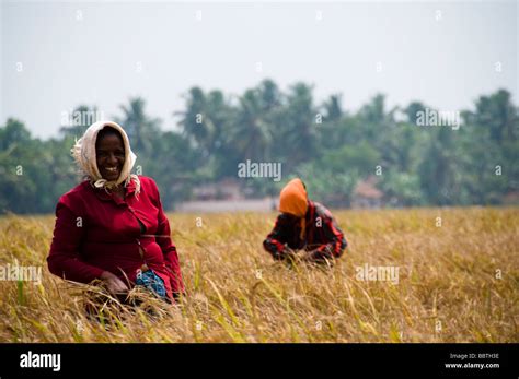 Woman Harvesting Rice In Paddy Field India Stock Photo Alamy