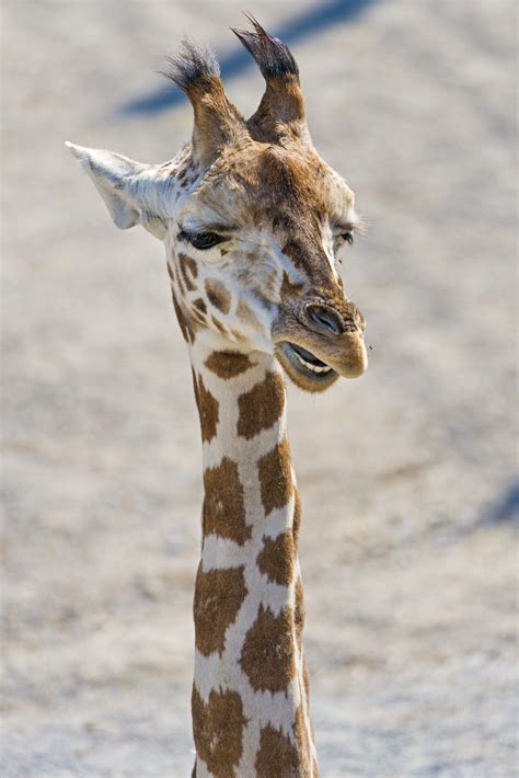 Long Neck Giraffe Flickr Photo Sharing