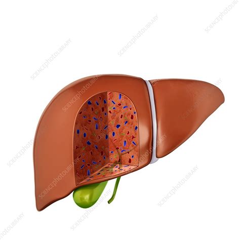 Cross Section Of Liver Illustration Stock Image F0122109