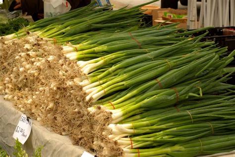 The ideal temperature would be somewhere between 40 and 50 degrees. Growing Scallions in Your Home Garden | Happy DIY Home