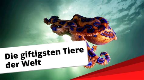 Diese wunderschönen kreaturen sind mit den australischen landschlangen verwandt und im gegensatz zu den reinen wassertieren atmet diese schlangenart regelmäßig an der oberfläche. Top-10: Die giftigsten Tiere der Welt - YouTube