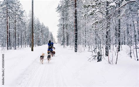 People In Husky Dog Sled In Finland In Lapland Winter Reflex Stock
