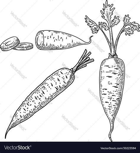 Carrots In Engraving Style Design Element Vector Image